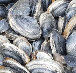 Soft Shell Clam soft shell clams